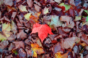 maple autumn leaves fallen 4k 1541114177 300x200 - maple, autumn, leaves, fallen 4k - Maple, Leaves, Autumn