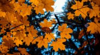 maple leaves autumn branches 4k 1541117456 200x110 - maple, leaves, autumn, branches 4k - Maple, Leaves, Autumn