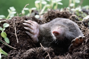 mole earth dirt grass hole 4k 1542242167 300x200 - mole, earth, dirt, grass, hole 4k - mole, Earth, Dirt