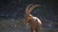 mountain goat horn alps 4k 1542242664 200x110 - mountain goat, horn, alps 4k - mountain goat, horn, Alps