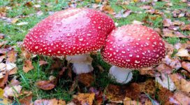 mushrooms toadstools poisonous 4k 1541114379 272x150 - mushrooms, toadstools, poisonous 4k - toadstools, poisonous, mushrooms