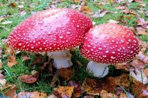 mushrooms toadstools poisonous 4k 1541114379 300x200 - mushrooms, toadstools, poisonous 4k - toadstools, poisonous, mushrooms