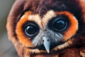 owl baby muzzle eyes feathers 4k 1542242557 300x200 - owl, baby, muzzle, eyes, feathers 4k - Owl, muzzle, Baby