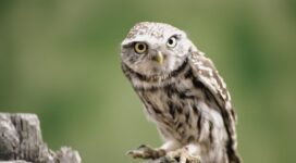 owl branch bird predator 4k 1542241594 272x150 - owl, branch, bird, predator 4k - Owl, branch, Bird