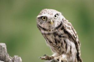 owl branch bird predator 4k 1542241594 300x200 - owl, branch, bird, predator 4k - Owl, branch, Bird