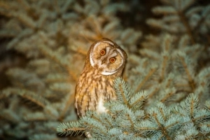 owl predator spruce night 4k 1542242890 300x200 - owl, predator, spruce, night 4k - spruce, Predator, Owl