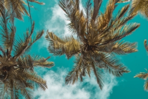 palm trees bottom view clouds sky branches tropics leaves 4k 1541113664 300x200 - palm trees, bottom view, clouds, sky, branches, tropics, leaves 4k - palm trees, Clouds, bottom view