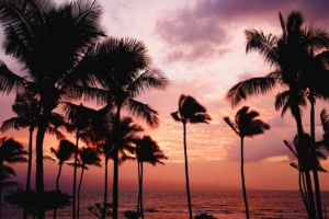palm trees sunset sea 4k 1541117800 300x200 - palm trees, sunset, sea 4k - sunset, Sea, palm trees