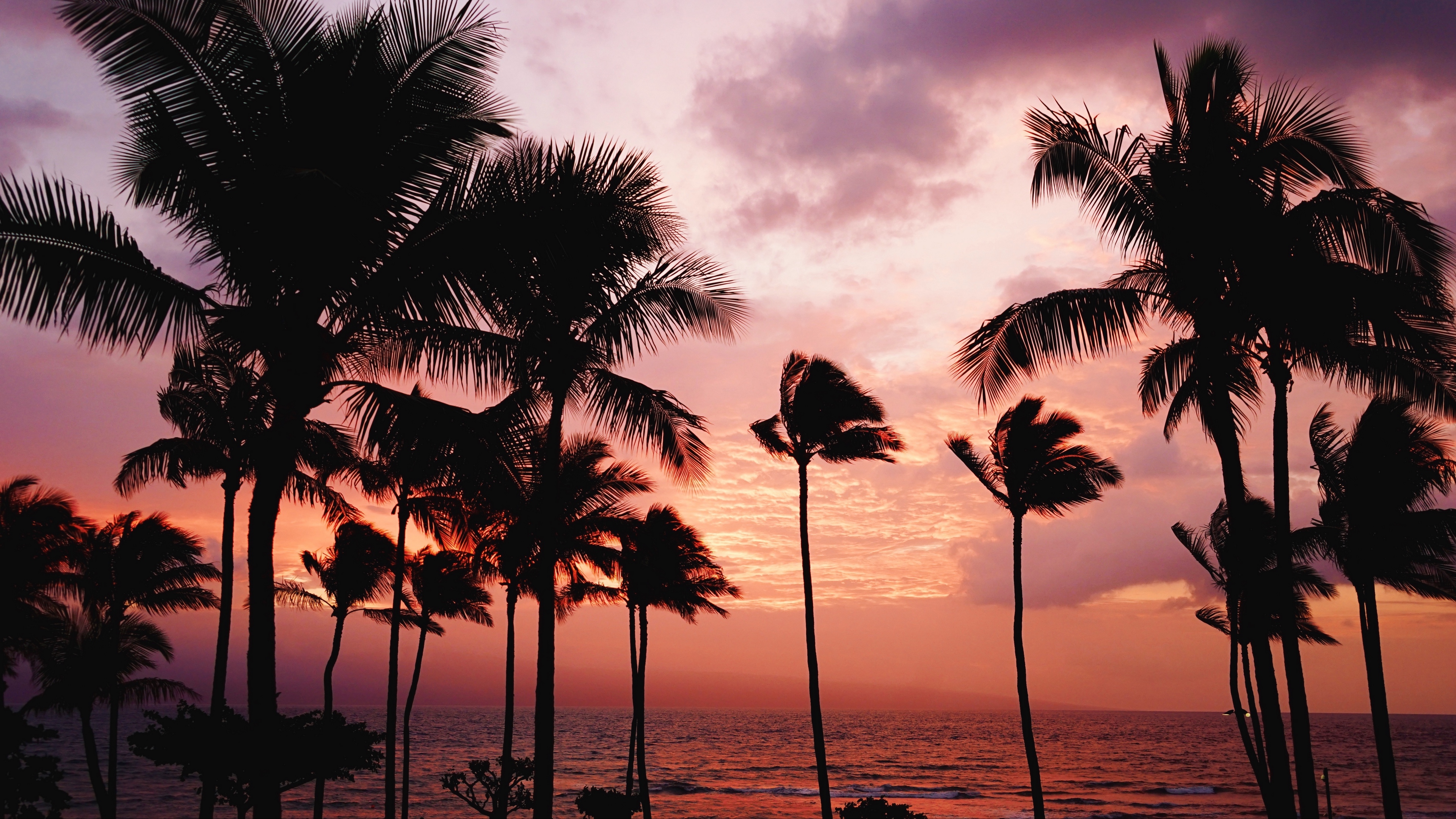 Aesthetics Palm Tree Sunset Page 1 HD phone wallpaper  Pxfuel