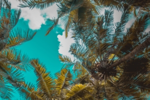 palm trees trees branches tropics sky clouds 4k 1541113730 300x200 - palm trees, trees, branches, tropics, sky, clouds 4k - Trees, palm trees, branches