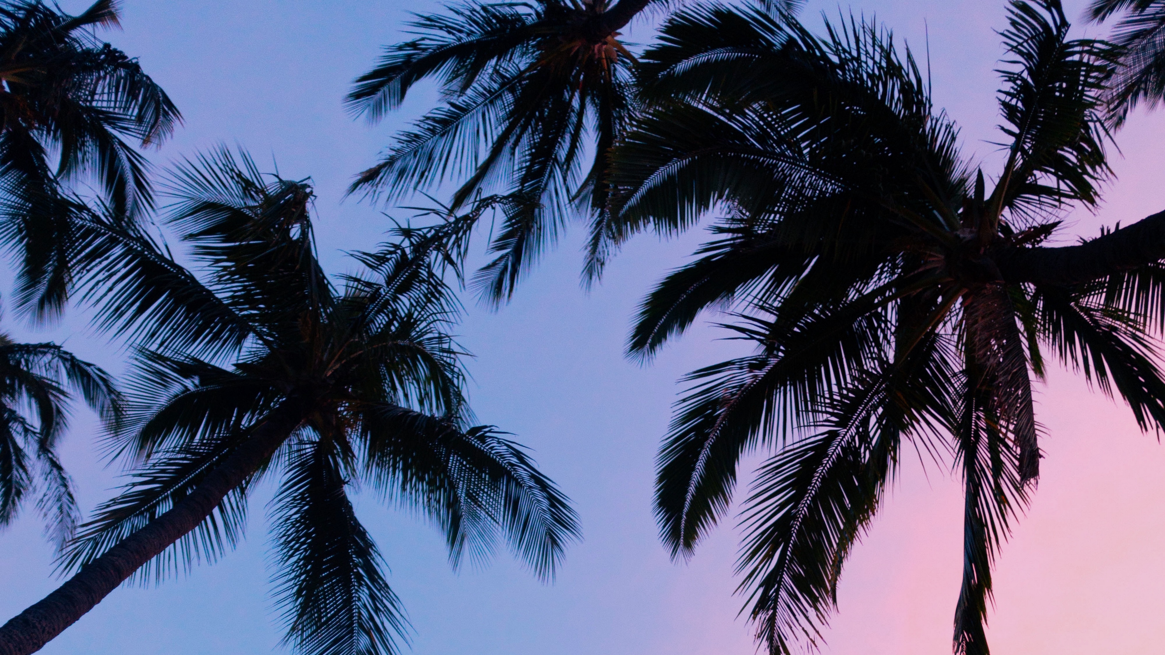 Palms Sunset Bottom View Branches Sky 4k Sunset Palms Bottom View