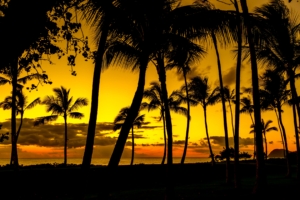 palms sunset tropics shore dark 4k 1541113697 300x200 - palms, sunset, tropics, shore, dark 4k - tropics, sunset, palms