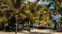 palms tropics beach mauritius 4k 1541115515 200x110 - palms, tropics, beach, mauritius 4k - tropics, palms, Beach