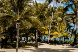 palms tropics beach mauritius 4k 1541115515 300x200 - palms, tropics, beach, mauritius 4k - tropics, palms, Beach
