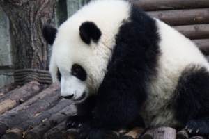 panda bear sits 4k 1542241529 300x200 - panda, bear, sits 4k - sits, Panda, Bear