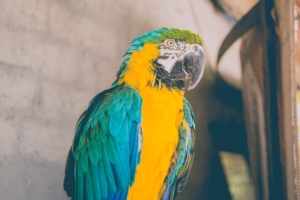 parrot bird color 4k 1542242356 300x200 - parrot, bird, color 4k - Parrot, Color, Bird