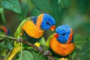 parrot love branch 4k 1542242815 300x200 - parrot, love, branch 4k - Parrot, Love, branch