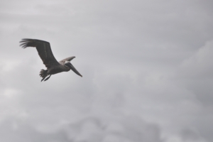 pelican bird flight clouds 4k 1542242925 300x200 - pelican, bird, flight, clouds 4k - Pelican, Flight, Bird