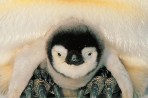 penguins north penguin chick 4k 1542241620 300x200 - penguins, north, penguin, chick 4k - Penguins, Penguin, North