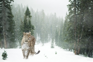 persian leopard in snow 4k 1542238879 300x200 - Persian Leopard In Snow 4k - snow wallpapers, leopard wallpapers, hd-wallpapers, animals wallpapers, 4k-wallpapers