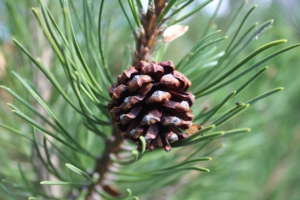 pine cone pine branch 4k 1541116155 300x200 - pine cone, pine, branch 4k - pine cone, Pine, branch