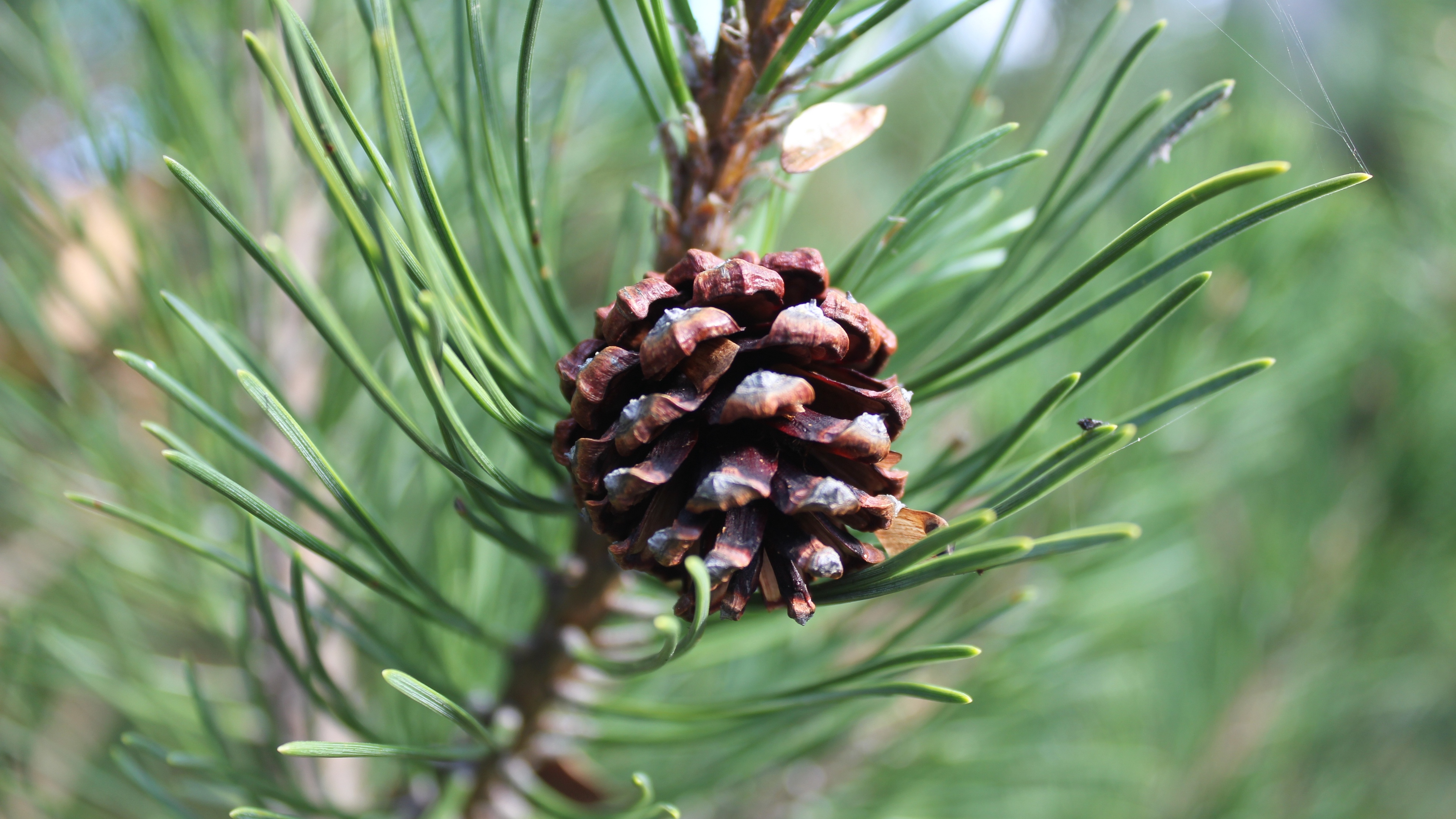 pine cone pine branch 4k 1541116155 - pine cone, pine, branch 4k - pine cone, Pine, branch