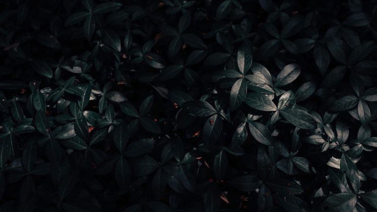 Wallpaper 4k plant, leaves, dark 4k Wallpaper
