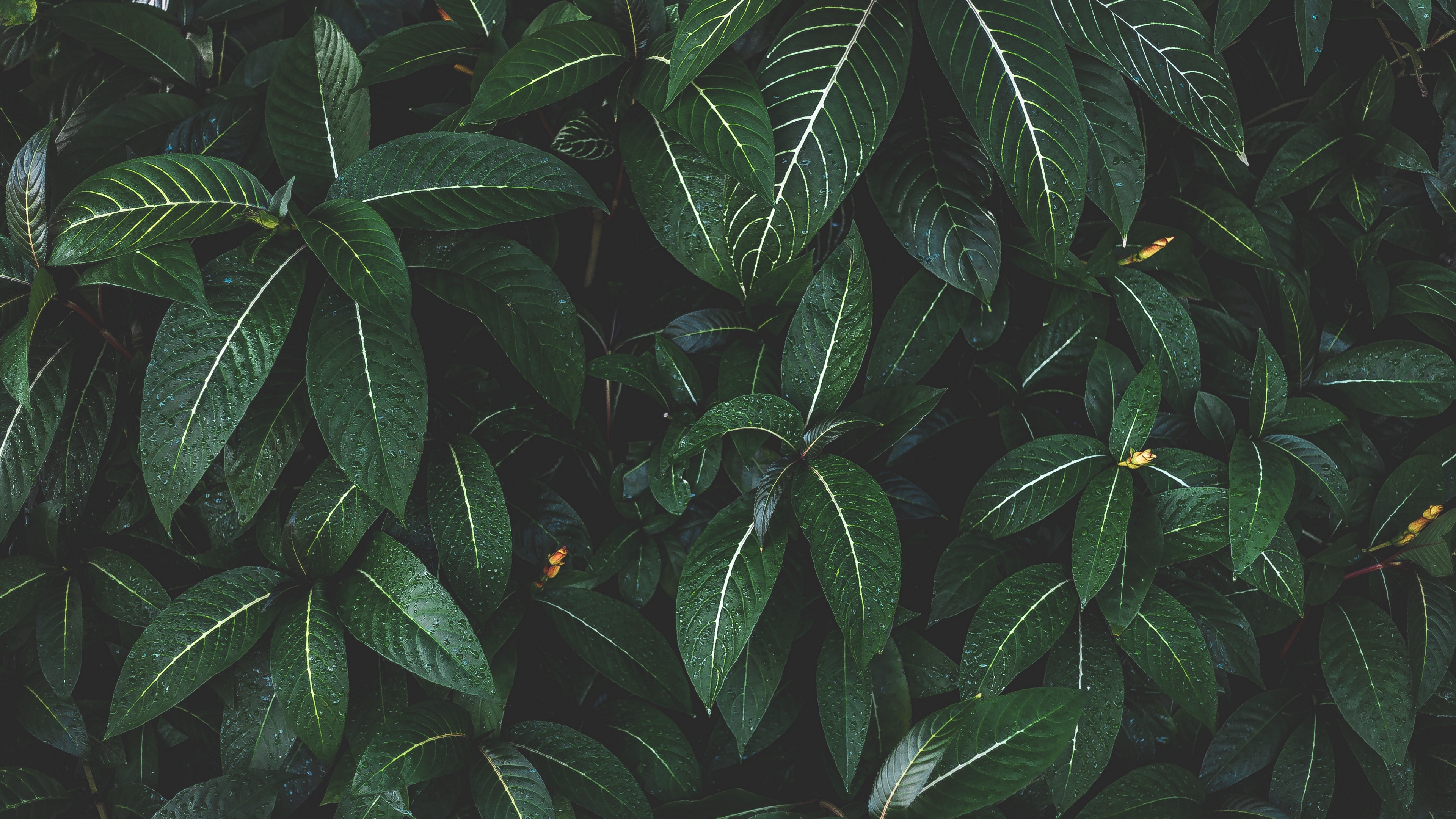 29 4K Leaves Wallpapers  WallpaperSafari