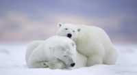 polar bears cold snow 1542238784 200x110 - Polar Bears Cold Snow - polar bear wallpapers, hd-wallpapers, cute wallpapers, cold wallpapers, animals wallpapers, 4k-wallpapers
