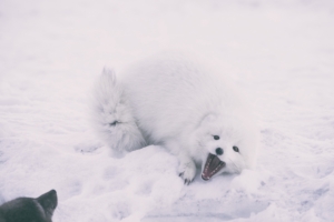 polar fox arctic fox playful snow 4k 1542241933 300x200 - polar fox, arctic fox, playful, snow 4k - polar fox, Playful, arctic fox