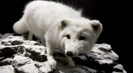 polar fox face eyes 4k 1542241734 272x150 - polar fox, face, eyes 4k - polar fox, Face, Eyes