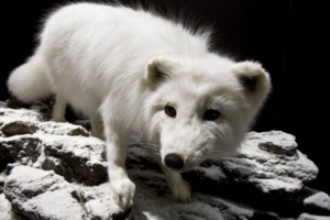 polar fox face eyes 4k 1542241734 300x200 - polar fox, face, eyes 4k - polar fox, Face, Eyes