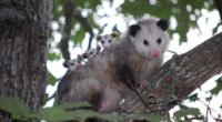 possum cubs tree care family 4k 1542242957 200x110 - possum, cubs, tree, care, family 4k - tree, possum, Cubs