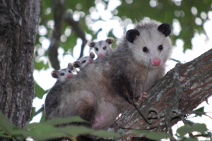 possum cubs tree care family 4k 1542242957 300x200 - possum, cubs, tree, care, family 4k - tree, possum, Cubs