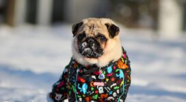 pug in snow 4k 1542237727 272x150 - Pug In Snow 4k - snow wallpapers, pug wallpapers, dog wallpapers, animals wallpapers