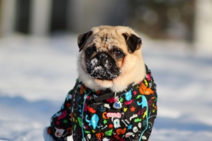 pug in snow 4k 1542237727 300x200 - Pug In Snow 4k - snow wallpapers, pug wallpapers, dog wallpapers, animals wallpapers