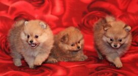 puppies dogs three playful 4k 1542241643 272x150 - puppies, dogs, three, playful 4k - Three, Puppies, Dogs