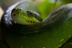 python snake head scales 4k 1542242408 300x200 - python, snake, head, scales 4k - Snake, python, Head