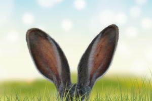 rabbit ears in the grass 4k 1542239111 300x200 - Rabbit Ears In The Grass 4k - rabbit wallpapers, hd-wallpapers, grass wallpapers, animals wallpapers, 4k-wallpapers