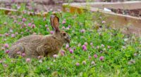 rabbit grass clover walk 4k 1542241412 200x110 - rabbit, grass, clover, walk 4k - Rabbit, Grass, Clover