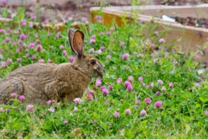 rabbit grass clover walk 4k 1542241412 300x200 - rabbit, grass, clover, walk 4k - Rabbit, Grass, Clover