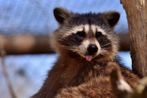 raccoon protruding tongue muzzle 4k 1542242448 300x200 - raccoon, protruding tongue, muzzle 4k - raccoon, protruding tongue, muzzle