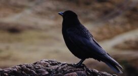 raven bird black 4k 1542242065 272x150 - raven, bird, black 4k - Raven, Black, Bird