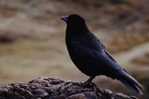 raven bird black 4k 1542242065 300x200 - raven, bird, black 4k - Raven, Black, Bird
