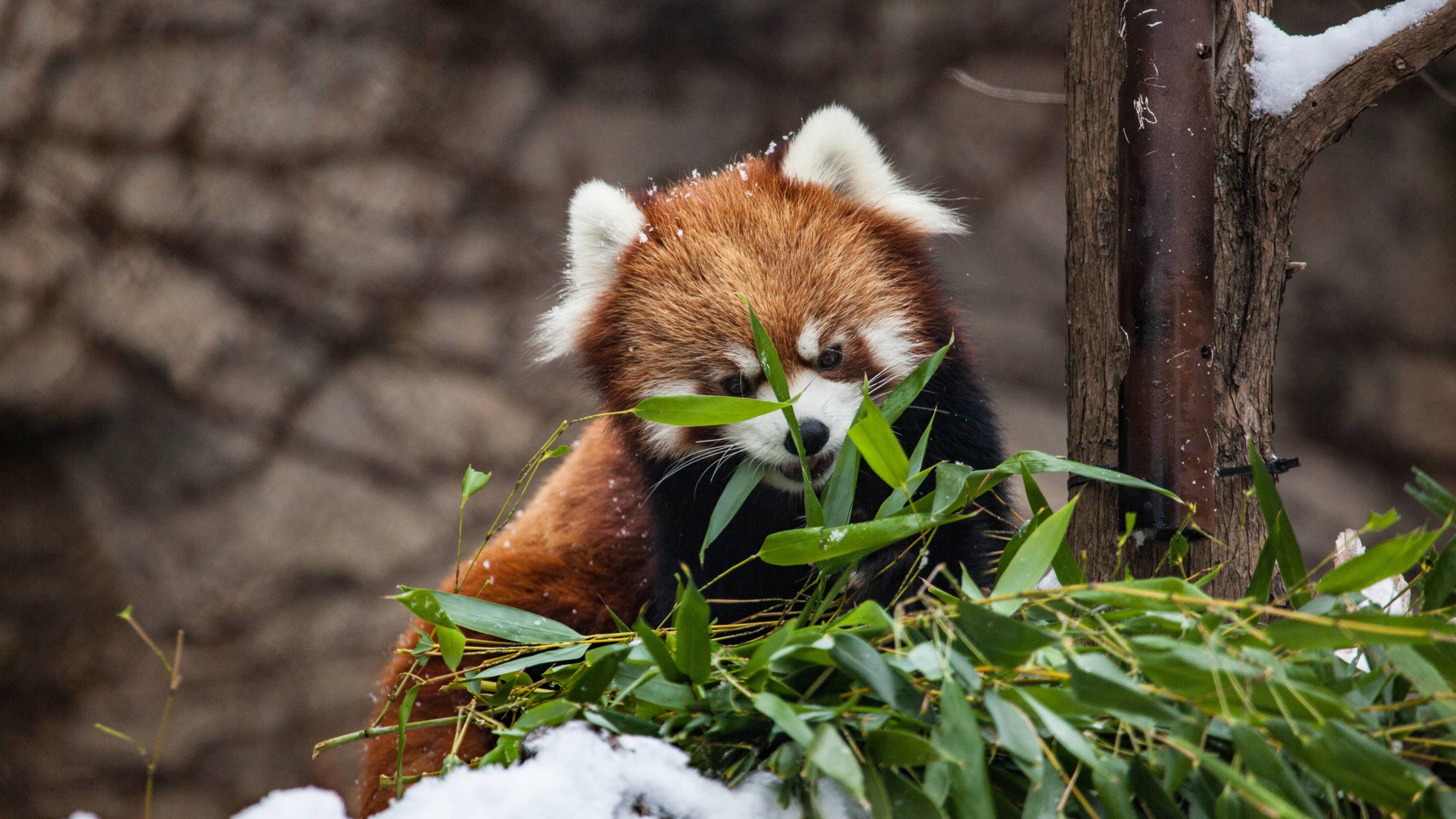 Red Panda Wallpapers 66 pictures