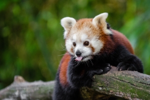 red panda panda tongue funny 4k 1542242496 300x200 - red panda, panda, tongue, funny 4k - tongue, red panda, Panda