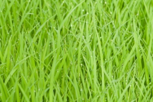 rice fields green grass drops 4k 1541114383 300x200 - rice fields, green, grass, drops 4k - rice fields, green, Grass