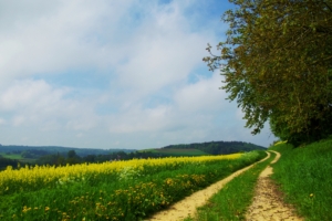 road country summer flowers yellow day glade 4k 1541116120 300x200 - road, country, summer, flowers, yellow, day, glade 4k - Summer, Road, Country