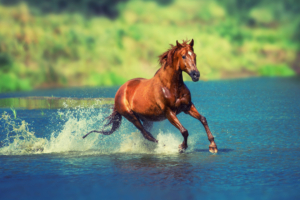 running horse in water 4k 1542238193 300x200 - Running Horse In Water 4k - horse wallpapers, animals wallpapers