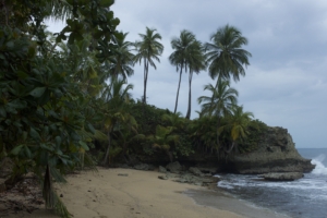 sea beach palm trees landscape 4k 1541117604 300x200 - sea, beach, palm trees, landscape 4k - Sea, palm trees, Beach